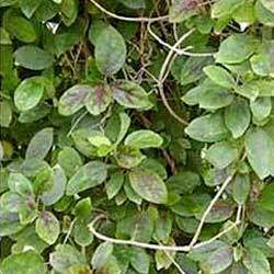 Manufacturers Exporters and Wholesale Suppliers of Gymnema Sylvestre Chennai Tamil Nadu
